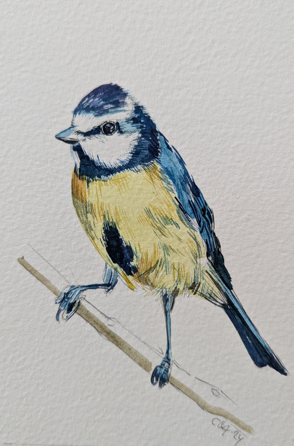 Bluetit Study by Carmen Carreira