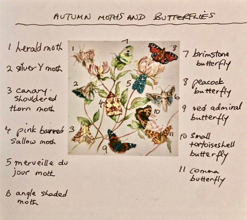 'Autumn Moths and Butterflies' - by Sally Leggatt