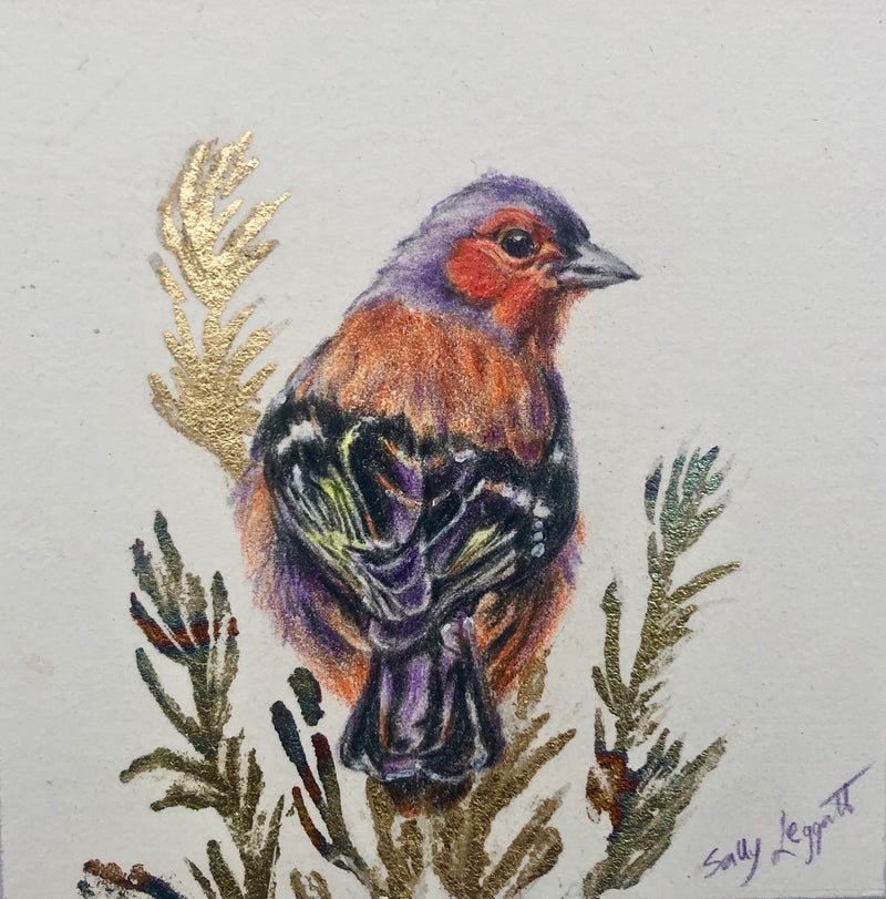 Chaffinch - drawing with coloured leads and metal leaf by Sally Leggatt.