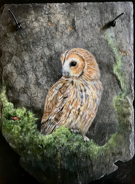 Tawny Owl - Painting on Slate by Rosemary Timney