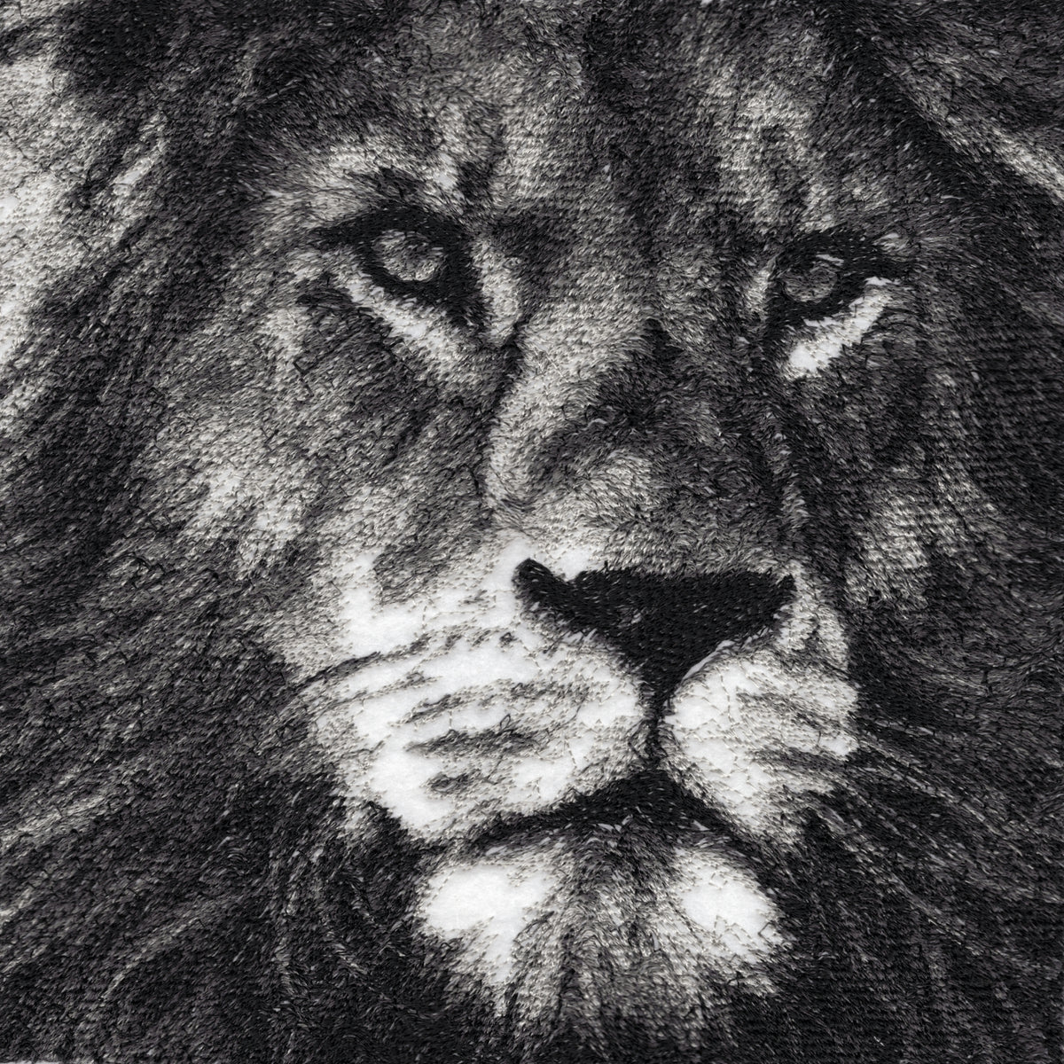 Jasiri Shujaa the Lion by Catherine Browne